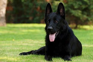 close up photo of solid black German Shepherd