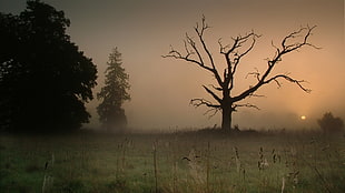photography of black leafless tree surrounded by green grass covered by fogs