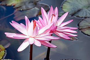 depth of field photography of pink lotus flowers in full blooms