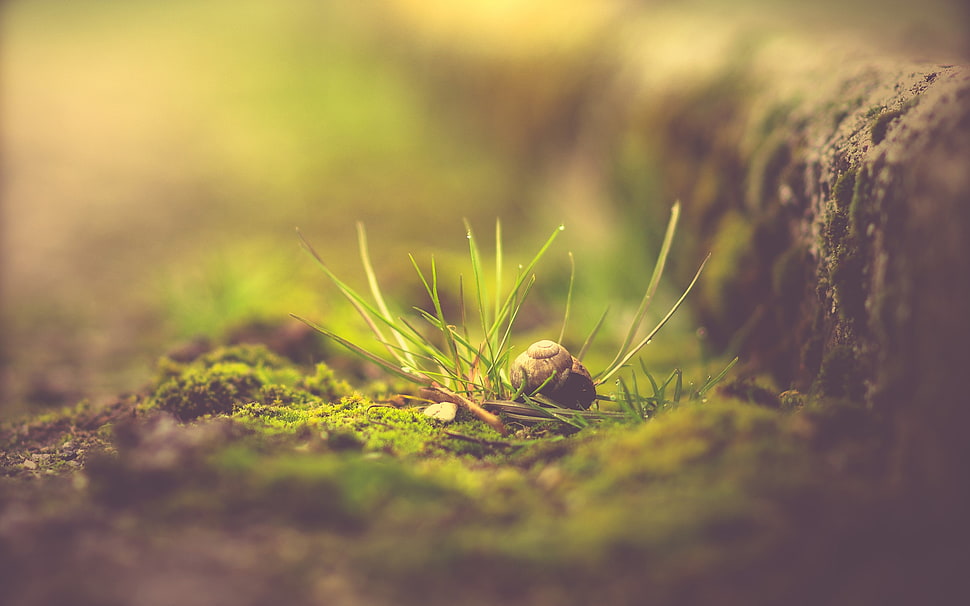 green and red leaf plant, macro, plants HD wallpaper