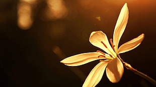 beige petaled flower, flowers, bokeh, plants