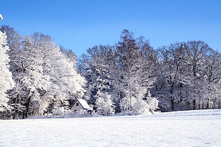 white house surrounded by trees field with snow