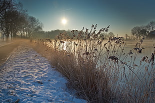 brown hay between body of water and road with snow HD wallpaper