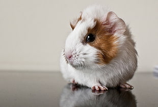 selective photography of guinea pig while on top of gray surface