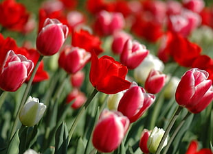 photo of red tulips field