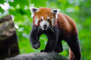 red panda, Small panda, Red panda, Cute