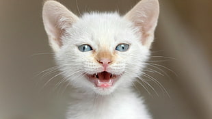 white kitten, cat, kittens, nature, animals HD wallpaper