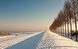 white snow field, winter, snow HD wallpaper