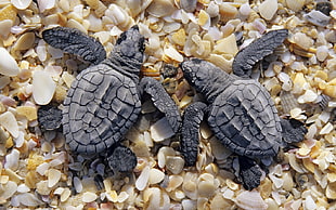 two black sea turtles HD wallpaper