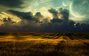 brown rice field under gray clouds at golden hour, nature, landscape, Moon, field