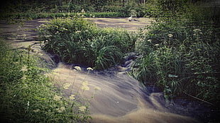body of water, old photos, stream, river, nature