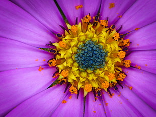 shallow focus of purple and yellow flower