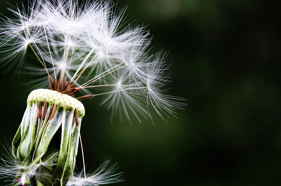 selective focused of a dandelion HD wallpaper