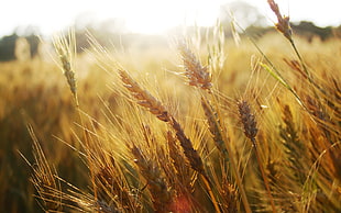 wheat field HD wallpaper