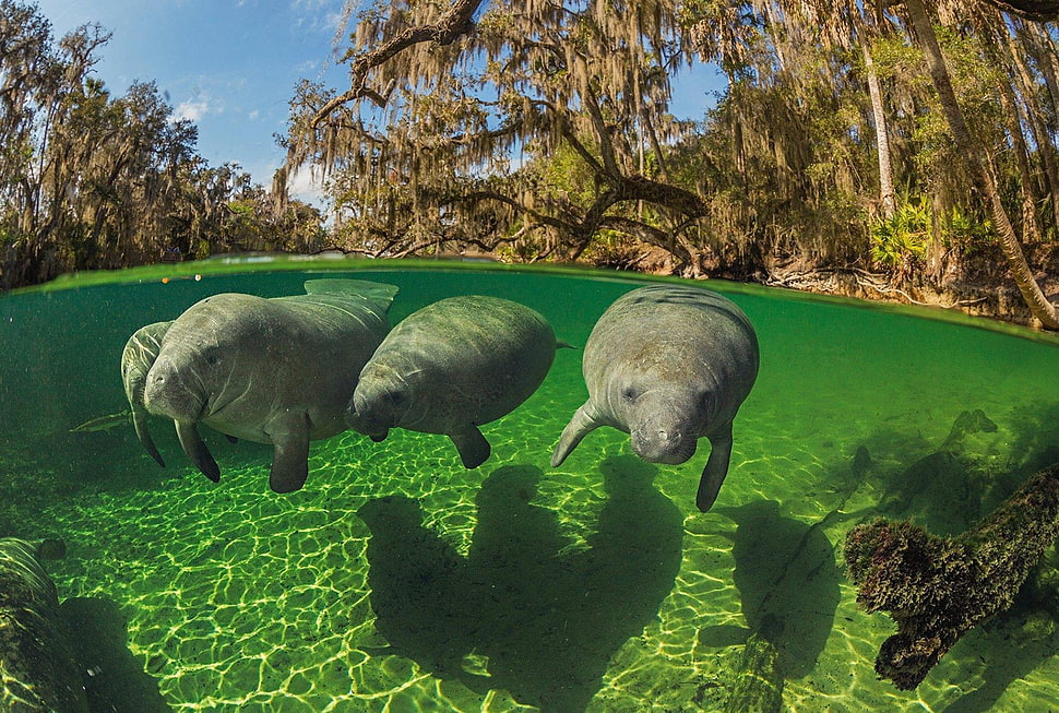 three gray sea cows, animals, split view, manatee HD wallpaper