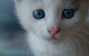 fur white tabby kitten HD wallpaper