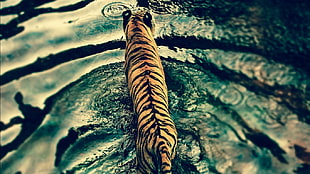 brown and black tiger, tiger, filter, ripples, animals HD wallpaper