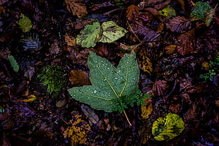 green maple leaf HD wallpaper