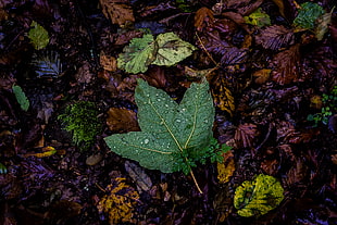 green maple leaf