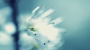 white cluster petal flower, macro, flowers, nature, white flowers