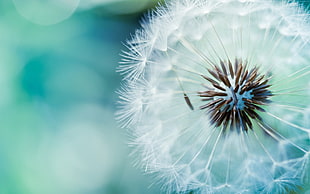 close up photography of white Dandelion flower