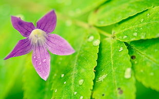purple Bellflower in closeup photography