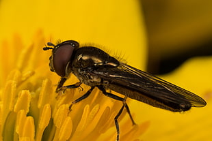 brown fly on yellow flower, hoverfly