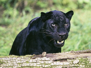 adult black panther, animals, feline, nature, panthers