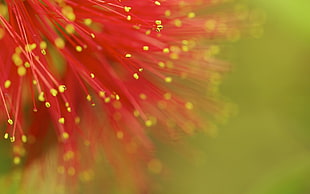 red and yellow powder puff flower