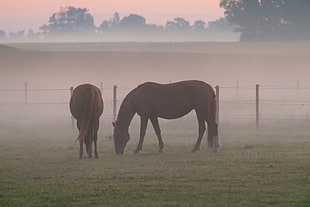 two brown horses at green grass field during daytime
