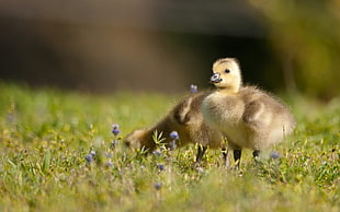shadow depth of field photography of two ducklings on grass field