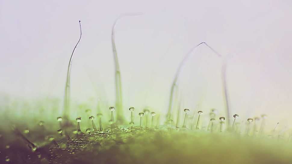 water drops HD wallpaper