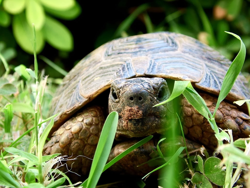 brown turtle, nature HD wallpaper