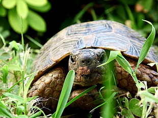 brown turtle, nature