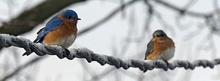 two blue bird on birch, bluebird