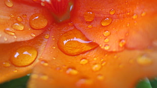 macro photography of water droplets on orange flower