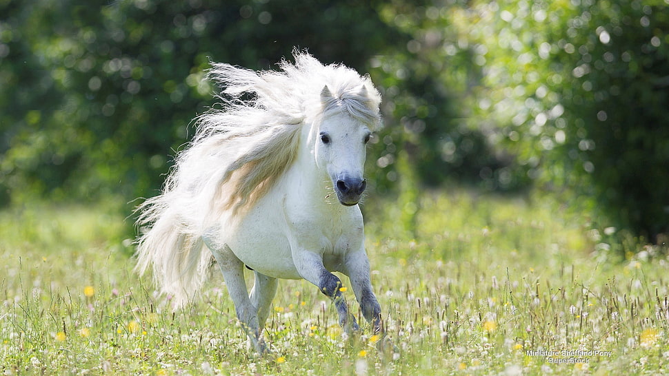 white stallion, photography, animals, horse HD wallpaper