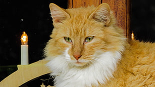 tan and white cat HD wallpaper
