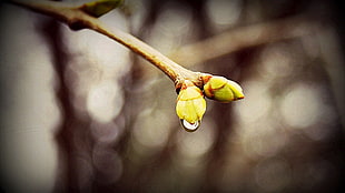 Branch,  Drops,  Spring,  Blurring HD wallpaper