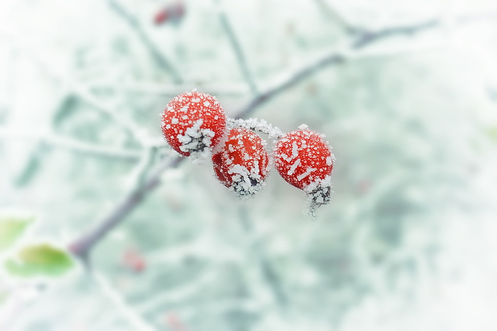 three red round fruits with ice HD wallpaper