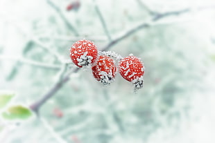three red round fruits with ice