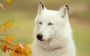 depth of field photography of white fox
