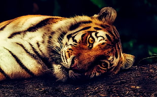 Tiger laying on brown dirt