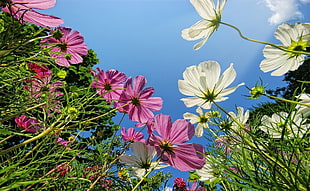 white and pink petaled flower under blue sky HD wallpaper