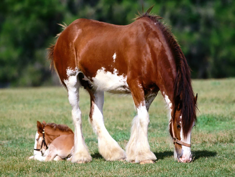horse and colt on grass field during daytime HD wallpaper