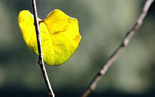 macro shot photography of yellow leaf