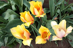 five yellow petaled flowers
