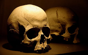 two skull on brown wooden table
