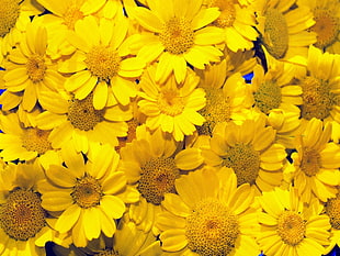 macro photography of yellow sunflowers HD wallpaper