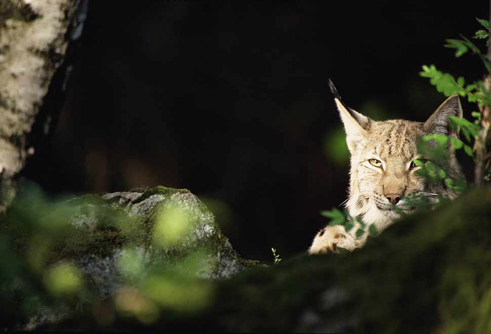 Lynx in selective color photo HD wallpaper
